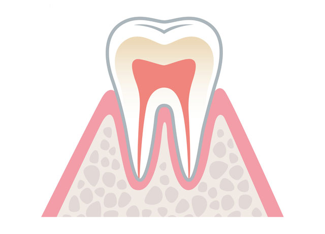 健康な状態の歯